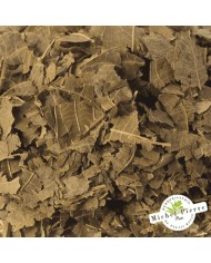 Noyer - Feuilles en vrac - HERBORISTERIE DU PALAIS ROYAL PARIS MICHEL PIERRE