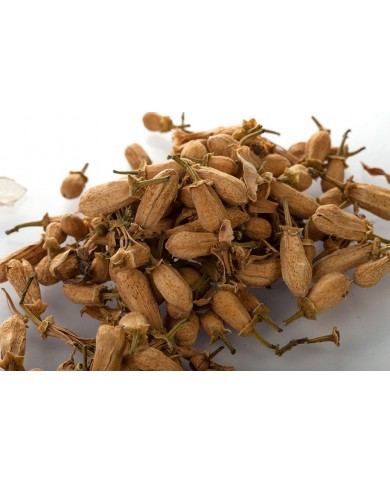 Oranger bigaradier - Boutons en vrac