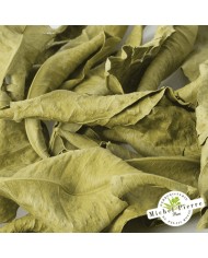 Oranger bigaradier - Feuilles en vrac - HERBORISTERIE DU PALAIS ROYAL PARIS MICHEL PIERRE