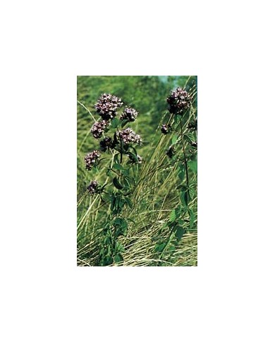 Origan - Feuille en vrac BIO