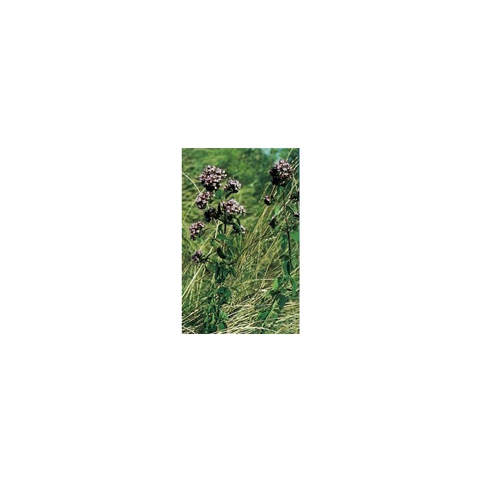 Origan - Feuille en vrac BIO