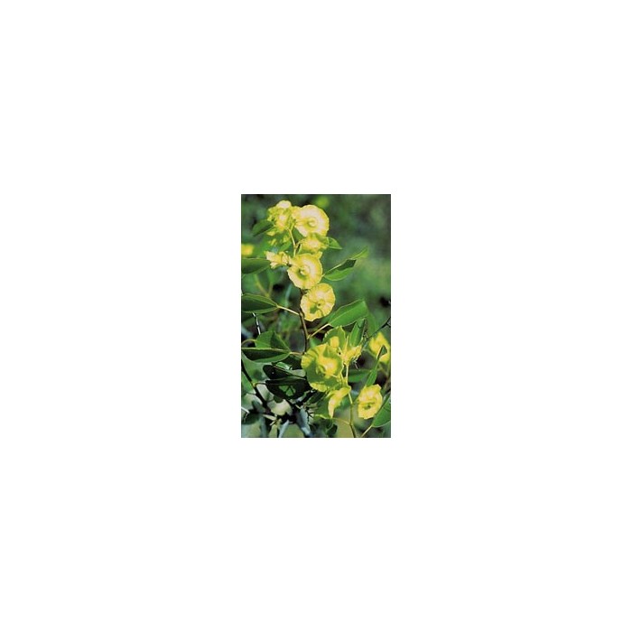 Paliure - Fruit en vrac