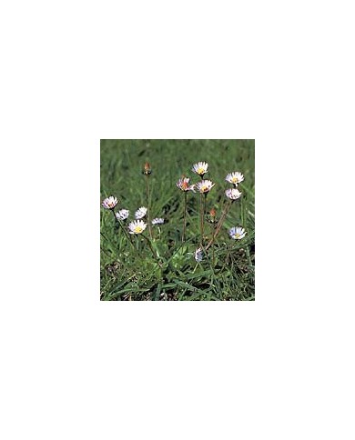 Pâquerette - Fleurs en vrac