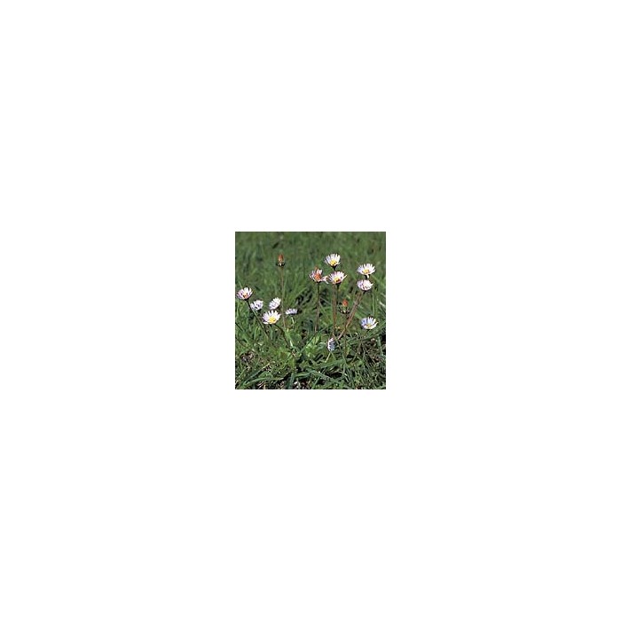 Pâquerette - Fleurs en vrac