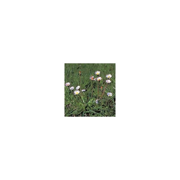 Pâquerette - Fleurs en vrac