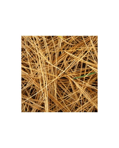 Pin Sylvestre aiguilles bio