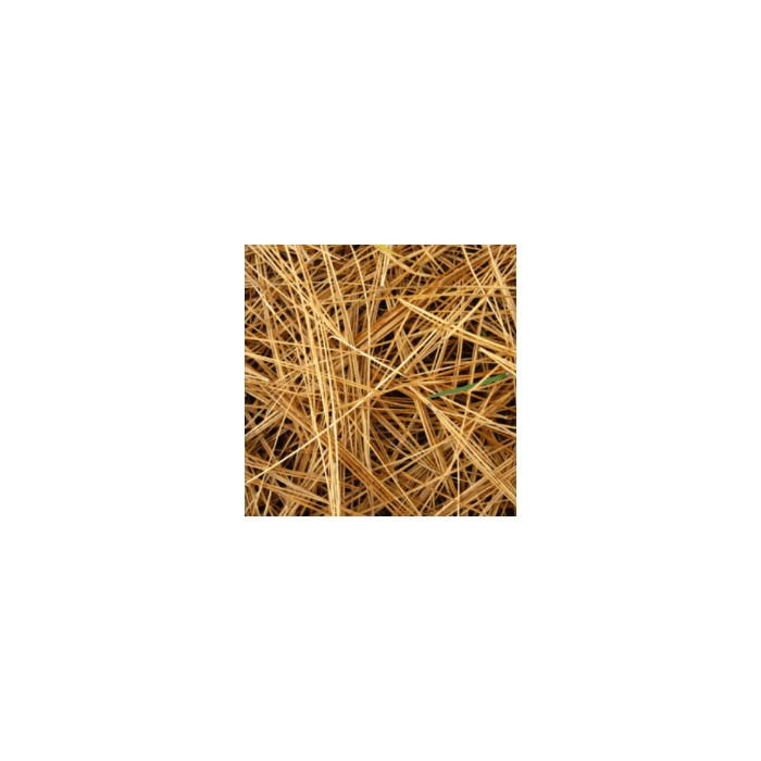 Pin Sylvestre aiguilles bio
