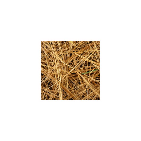 Pin Sylvestre aiguilles bio