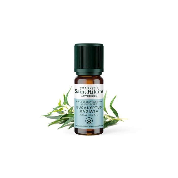 Eucalyptus radié en huile essentielle Bio
