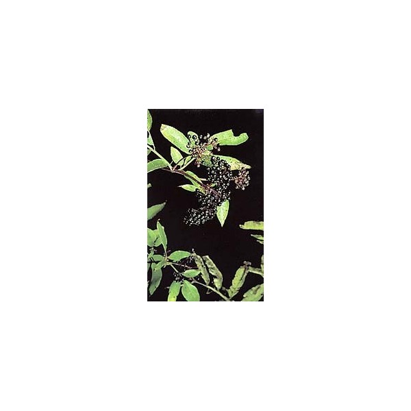 Sureau noir - Ecorces en vrac