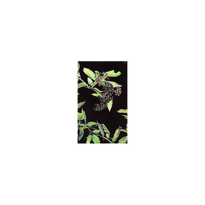 Sureau noir - Fleurs en vrac BIO