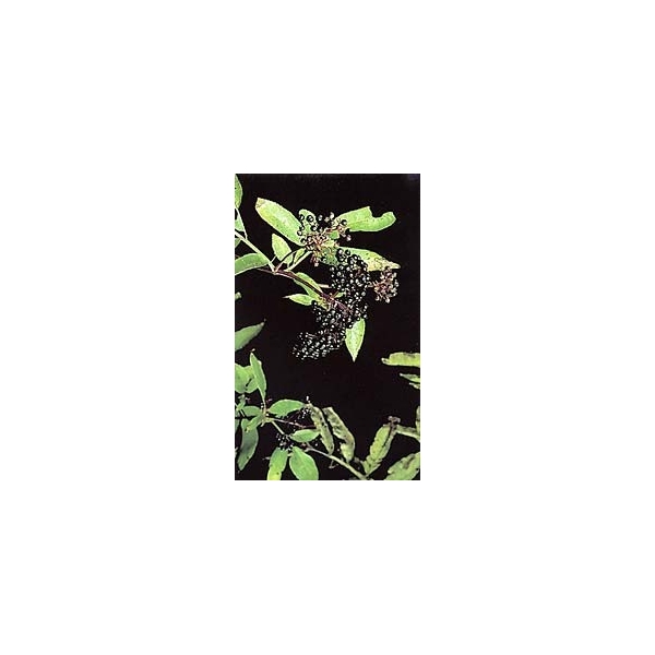 Sureau noir - Fleurs en vrac BIO