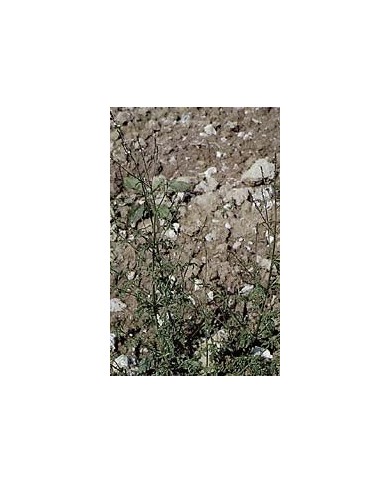 Verveine officinale en vrac