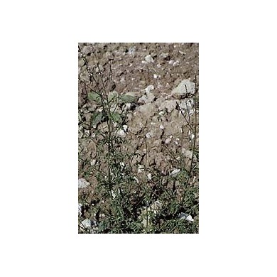 Verveine officinale en vrac