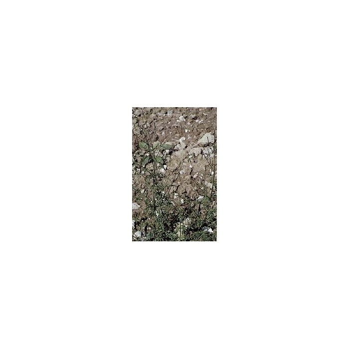 Verveine officinale en vrac