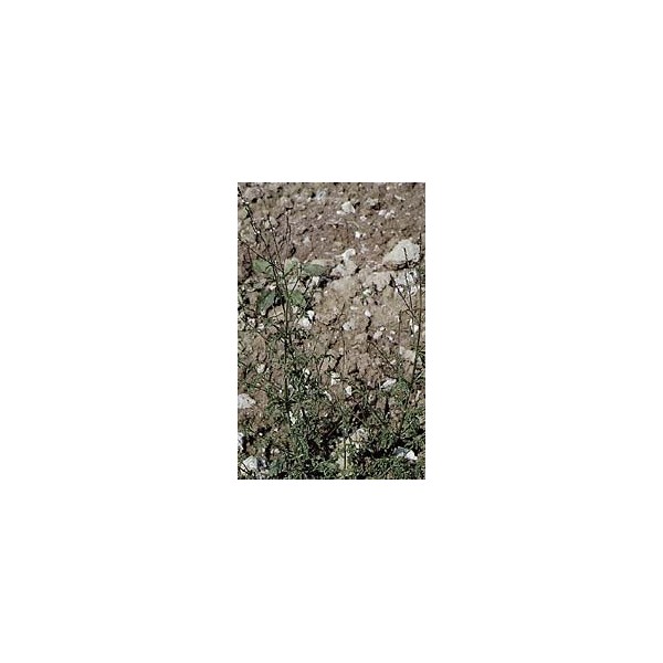 Verveine officinale en vrac