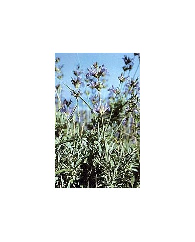 Sauge officinale - Feuilles en vrac BIO