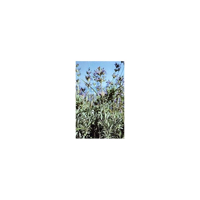 Sauge officinale - Feuilles en vrac BIO