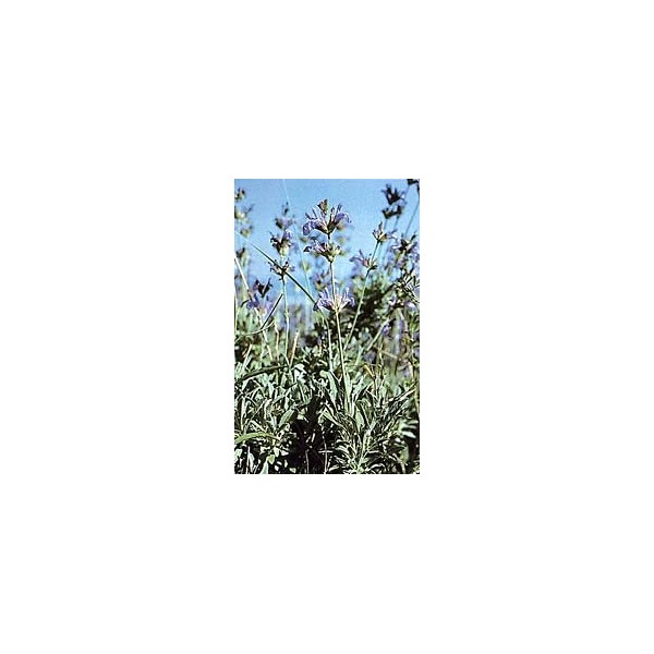 Sauge officinale - Feuilles en vrac BIO