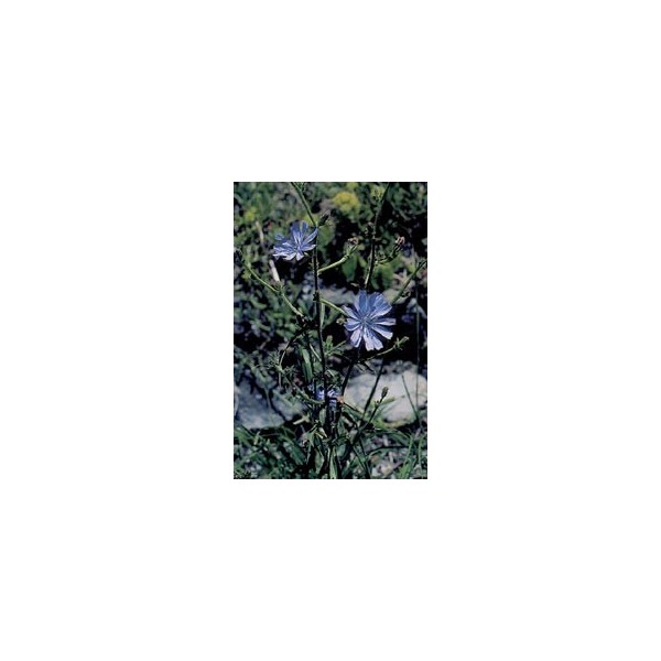Chicorée sauvage - Racines en vrac