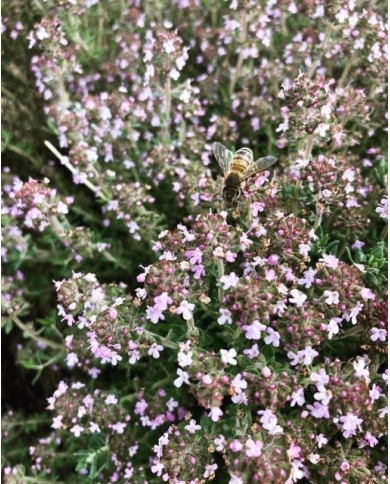 Thym à Thujanol en eau florale Bio