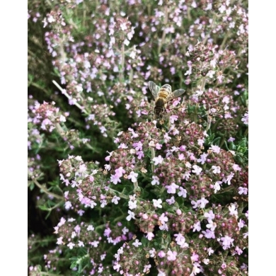 Thym à Thujanol en eau florale Bio