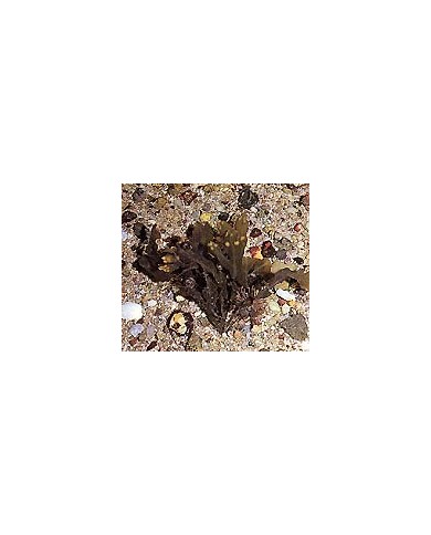 Fucus - Varech - Thalle en vrac