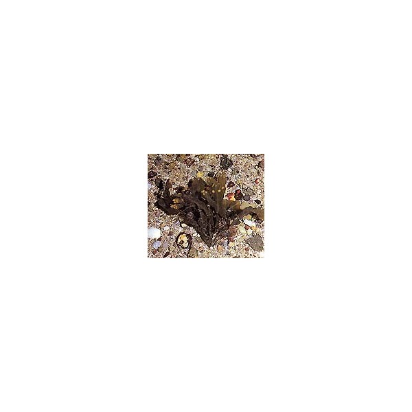 Fucus - Varech - Thalle en vrac