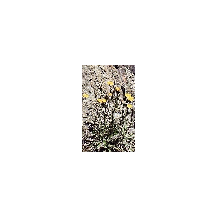 Pissenlit - Fleurs en vrac