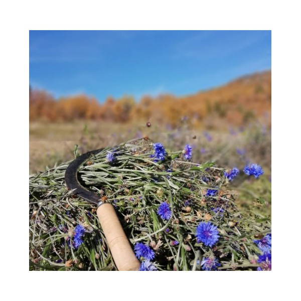 Bleuet en eau florale Bio