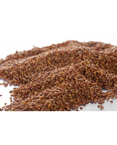 Alfalfa - Semences en vrac
