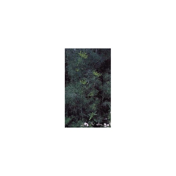 Aneth - Fruit en vrac