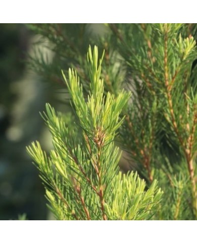 Tea tree en eau florale Natures et Progres