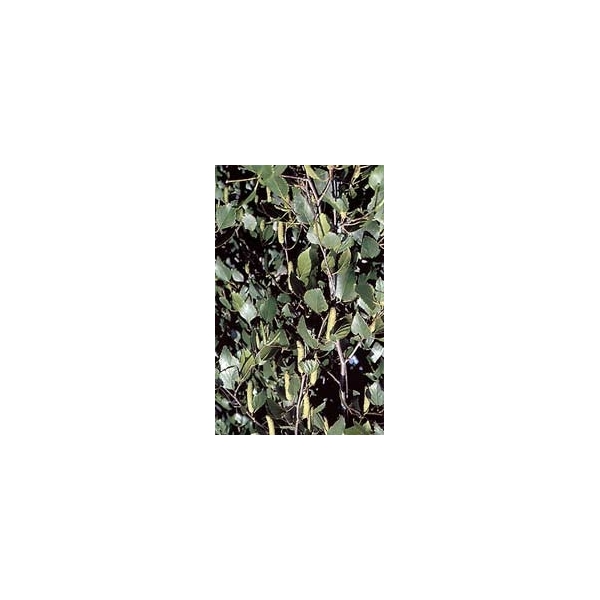 Bouleau - Ecorces en vrac