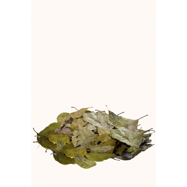 Ravintsara feuille