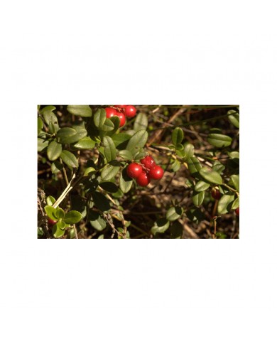 Airelle rouge bourgeons en liquide Bio