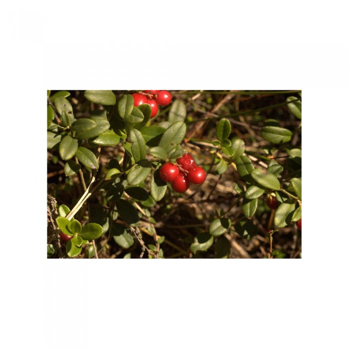 Airelle rouge bourgeons en liquide Bio