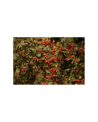 Aubépine Bourgeon Bio - Gemmothérapie sans alcool