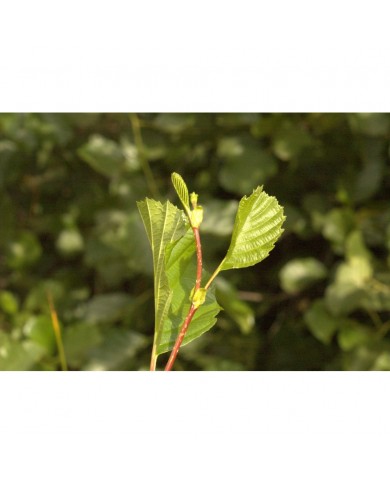 Aulne glutineux bourgeons en liquide sans alcool Bio