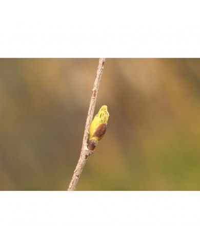 Bouleau verruqueux bourgeons sans alcool Bio