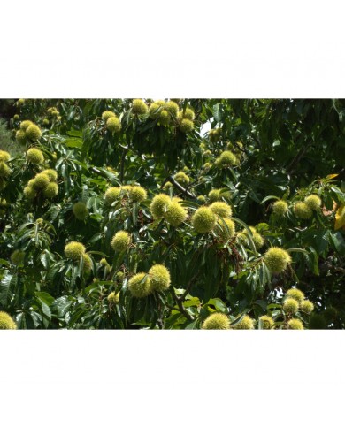 Châtaignier bourgeons en liquide sans alcool Bio
