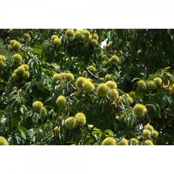 Châtaignier bourgeons en liquide sans alcool Bio