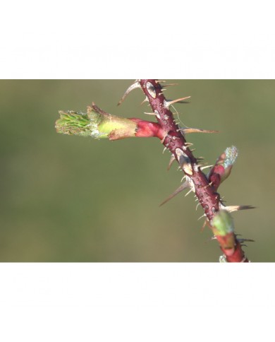 Eglantier bourgeons en liquide sans alcool Bio