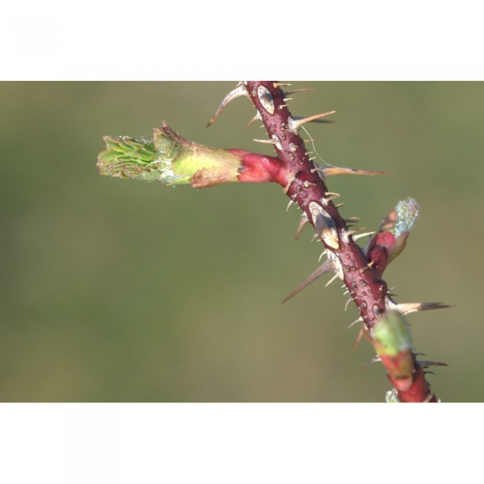 Eglantier bourgeons en liquide sans alcool Bio