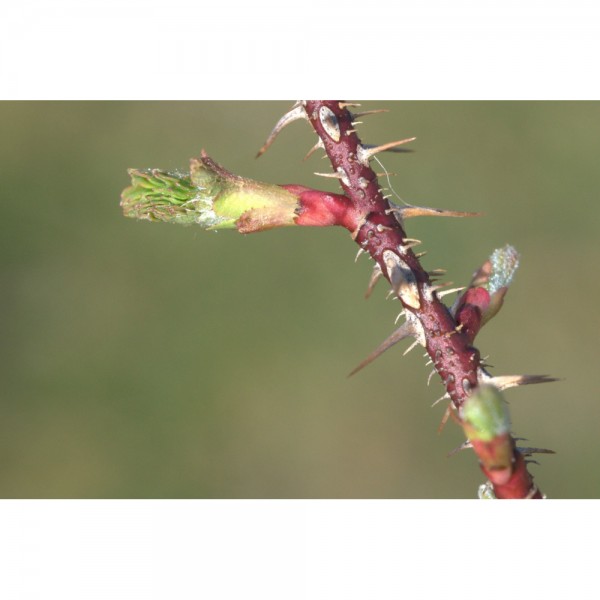 Eglantier bourgeons en liquide sans alcool Bio