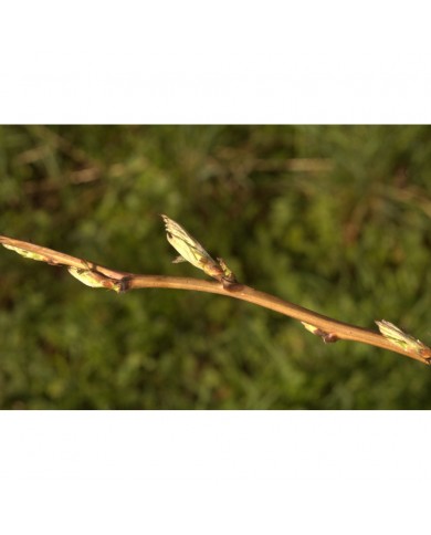 Framboisier bourgeons en liquide sans alcool Bio