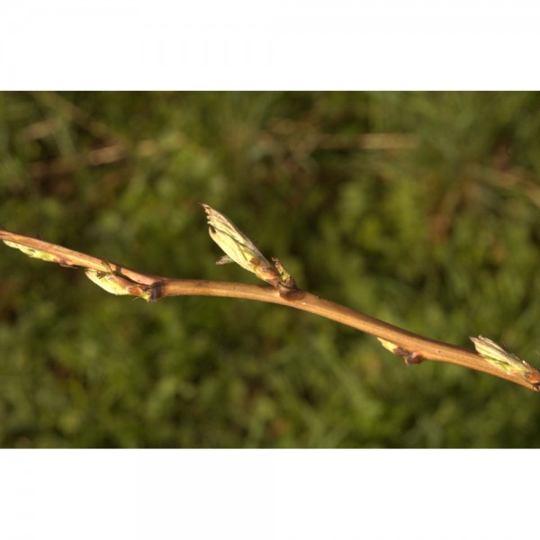 Framboisier bourgeons en liquide sans alcool Bio