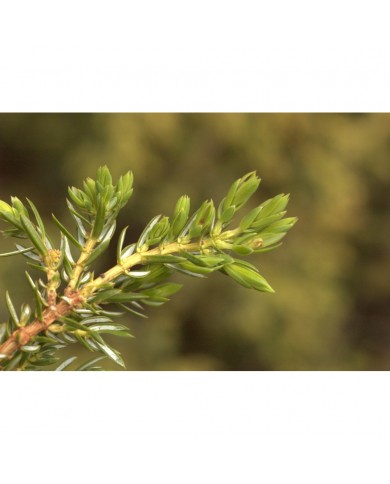 Genévrier bourgeons en liquide sans alcool Bio