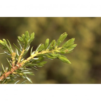 Genévrier bourgeons en liquide sans alcool Bio