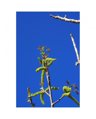 Noyer bourgeons en liquide sans alcool Bio
